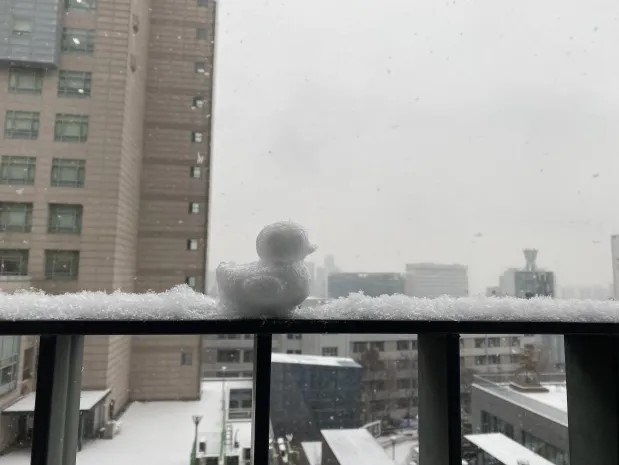 Snow Duck